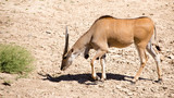 Antelope in the park