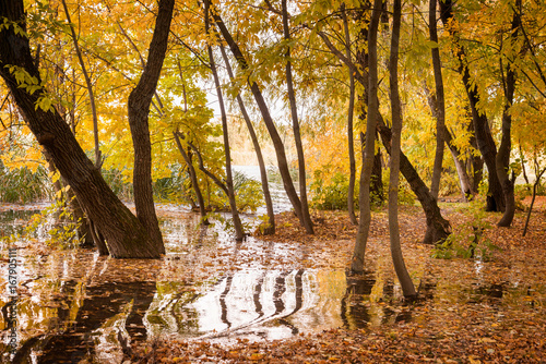 Flood in the autumn forest