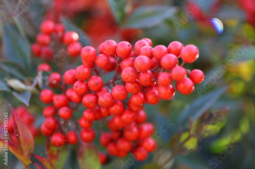 Fotografija Guelder-rose branch seems very attractive with nice red color.
