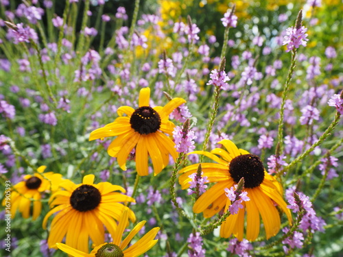 Sonnenhut Blumen und pinke Blumen