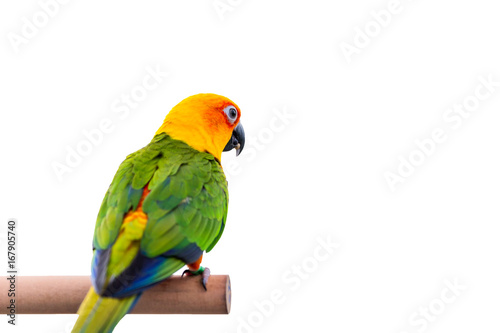 Sun Conure parrot