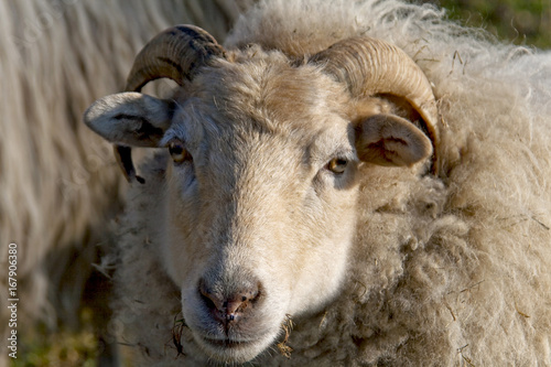 Schaf im Winterkleid