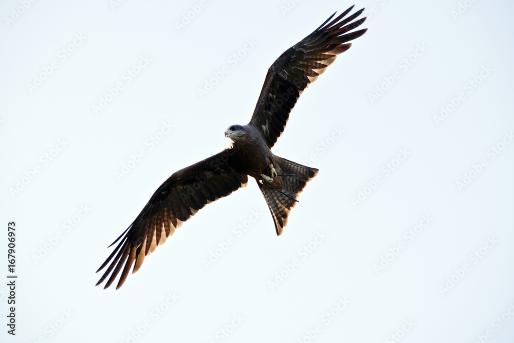 Obraz premium black kite