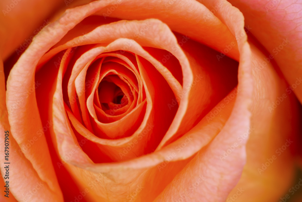 Pink rose close-up Pink rose close-up