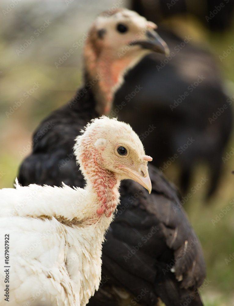 Fototapeta premium Young turkey on the farm