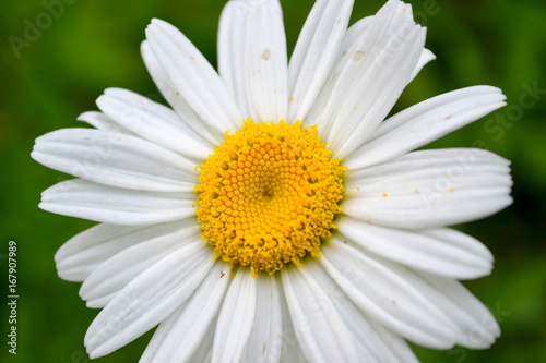 Daisy Up Close