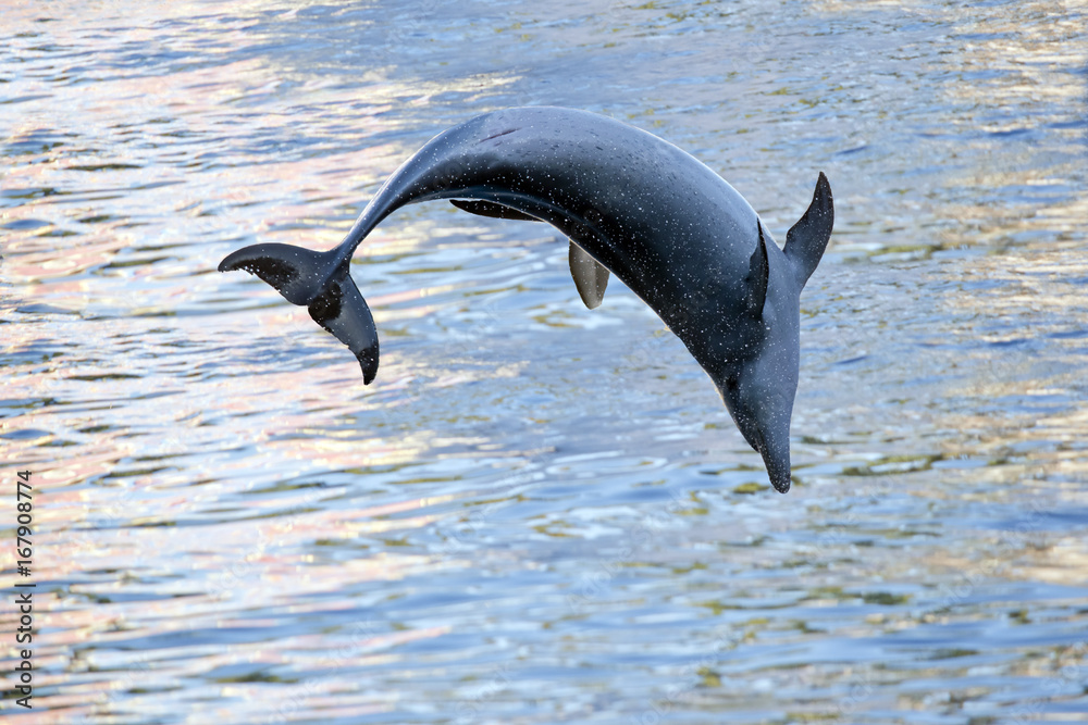 Fototapeta premium dolphin