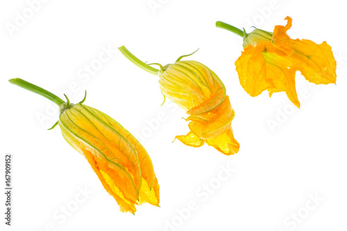 Yellow pumpkin and zucchini flowers isolated on white background