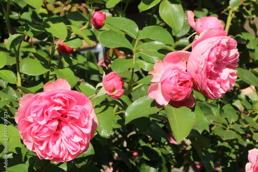 In the Rosegarden, im Rosengarten StockFoto Adobe Stock