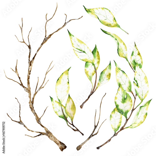 Watercolor elements: dry autumn branches isolated