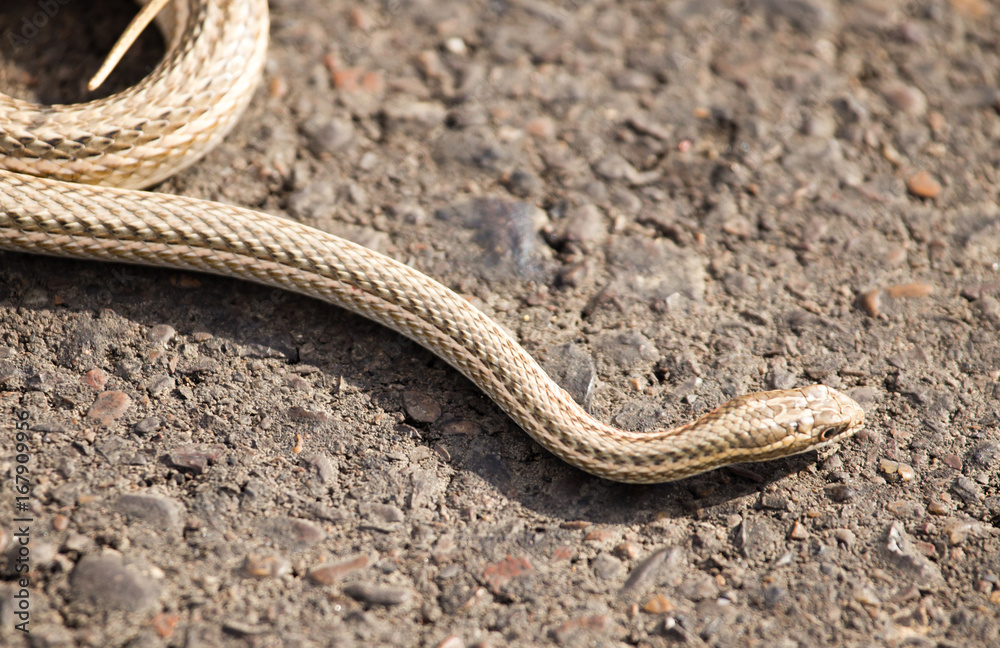 Obraz premium The snake crawls across the road in the city