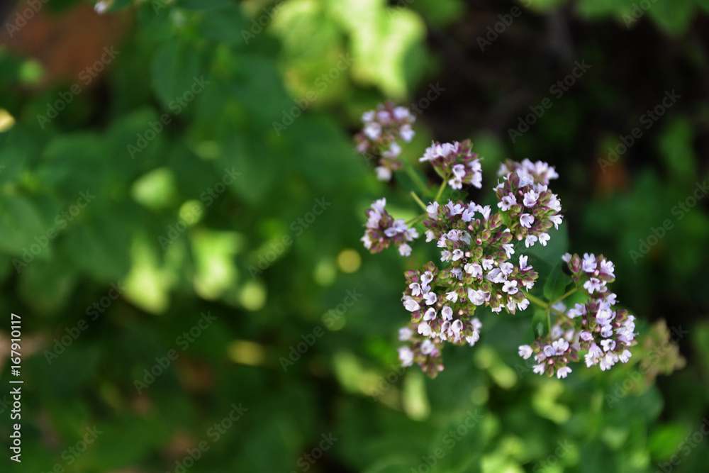 Oregano blossom in the countryside garden summer 2 Oregano blossom in the countryside garden summer 2