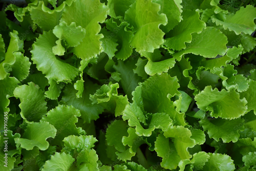 Lettuce salad green leaves countryside garden summer 1 Lettuce salad green leaves countryside garden summer 1