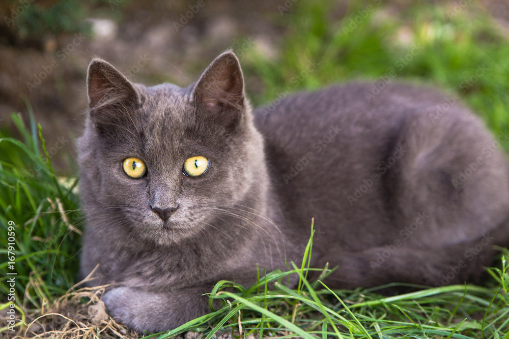 Gray cat lying on green grass