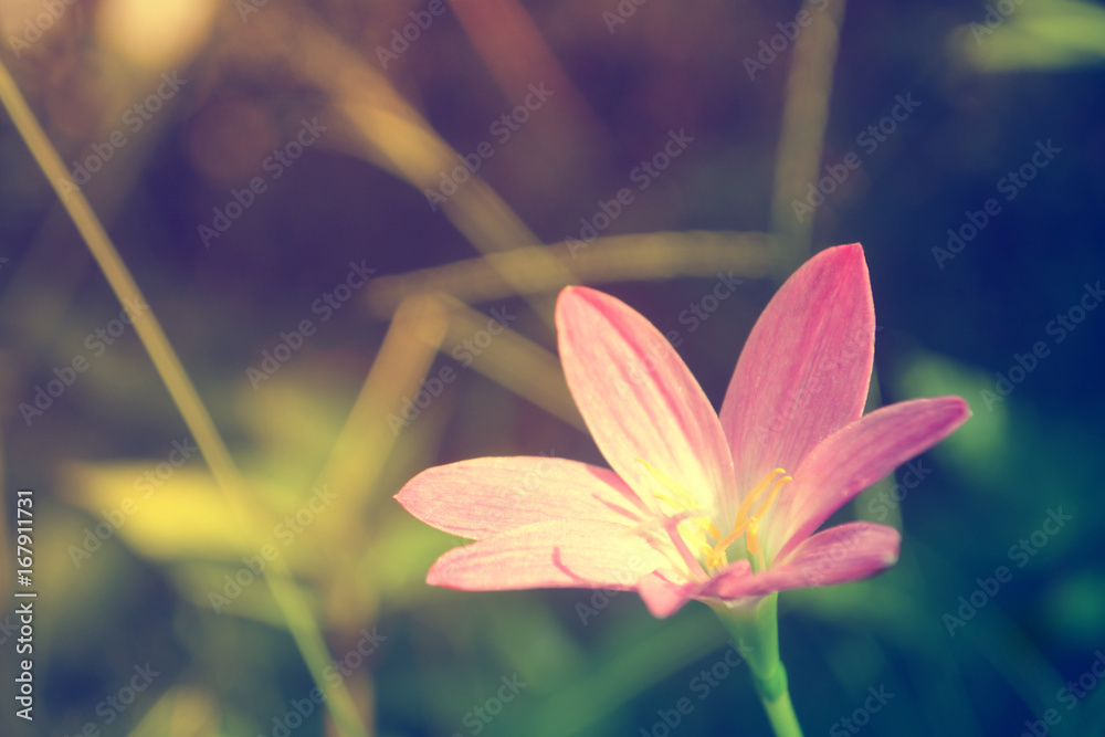 Little pink flower  spring ,nature ,summer background