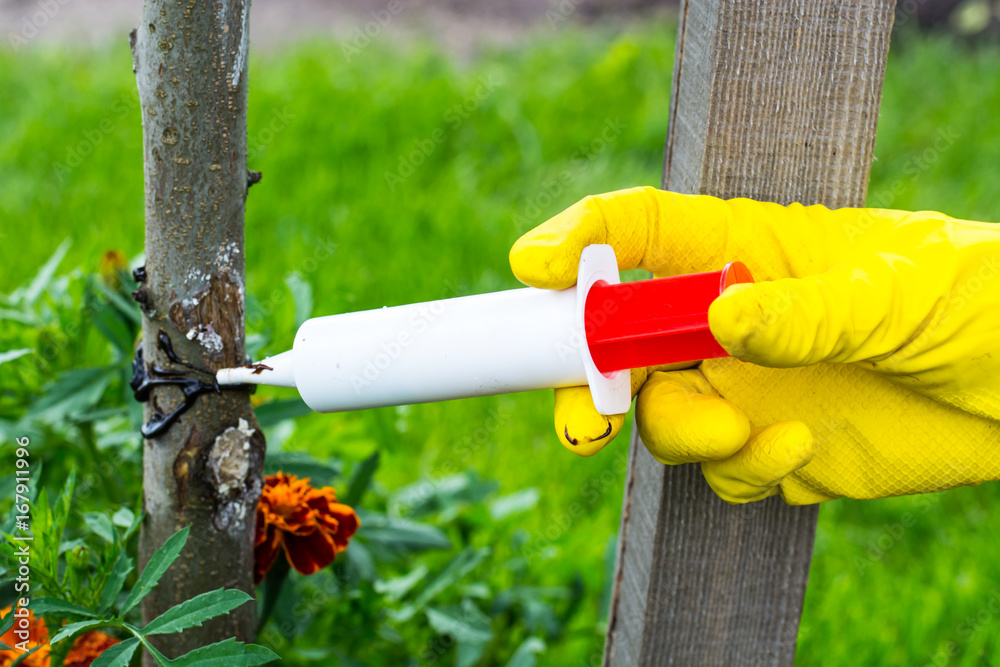 Naklejka premium Protection of fruit trees in the garden from pests