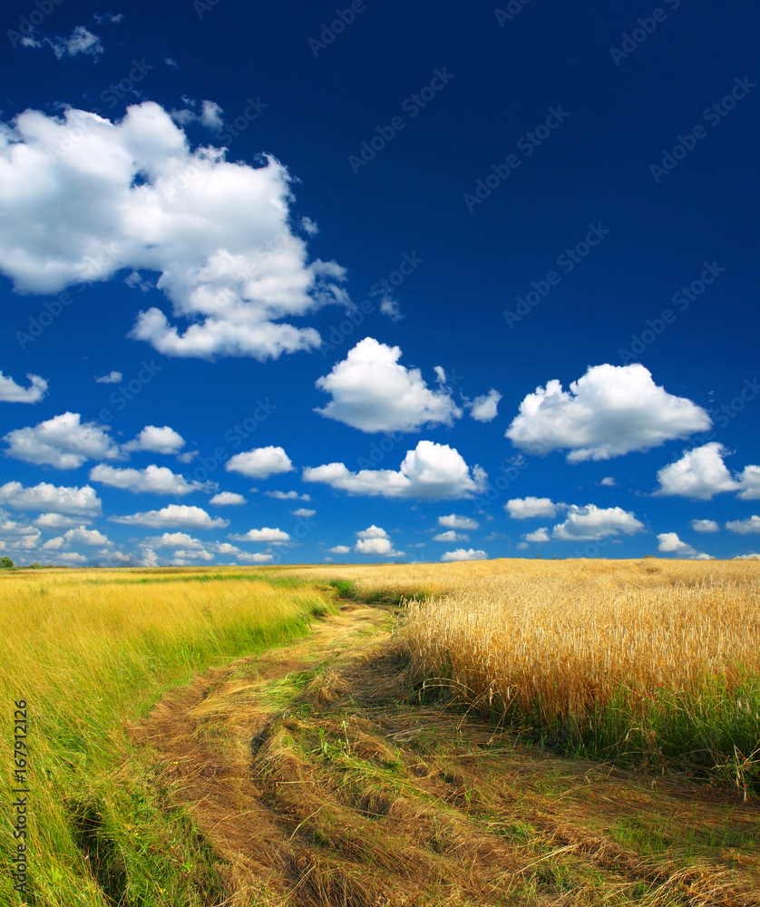 Fototapeta premium Wheat field against a blue sky