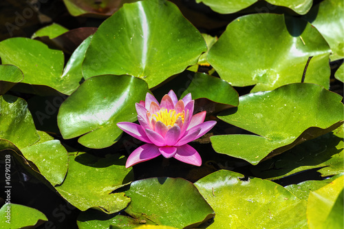 Pink Lotus (Nelumbo nucifera) blossom and leaves in lake