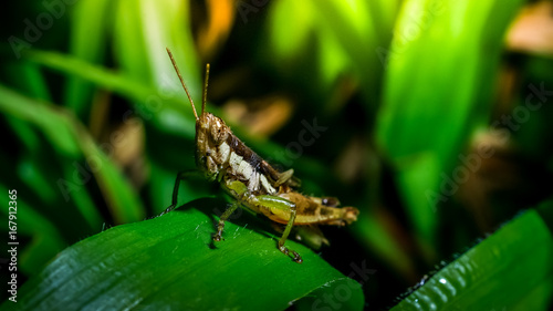 Grasshopper on branch, Macro shot © Beach boy 2024