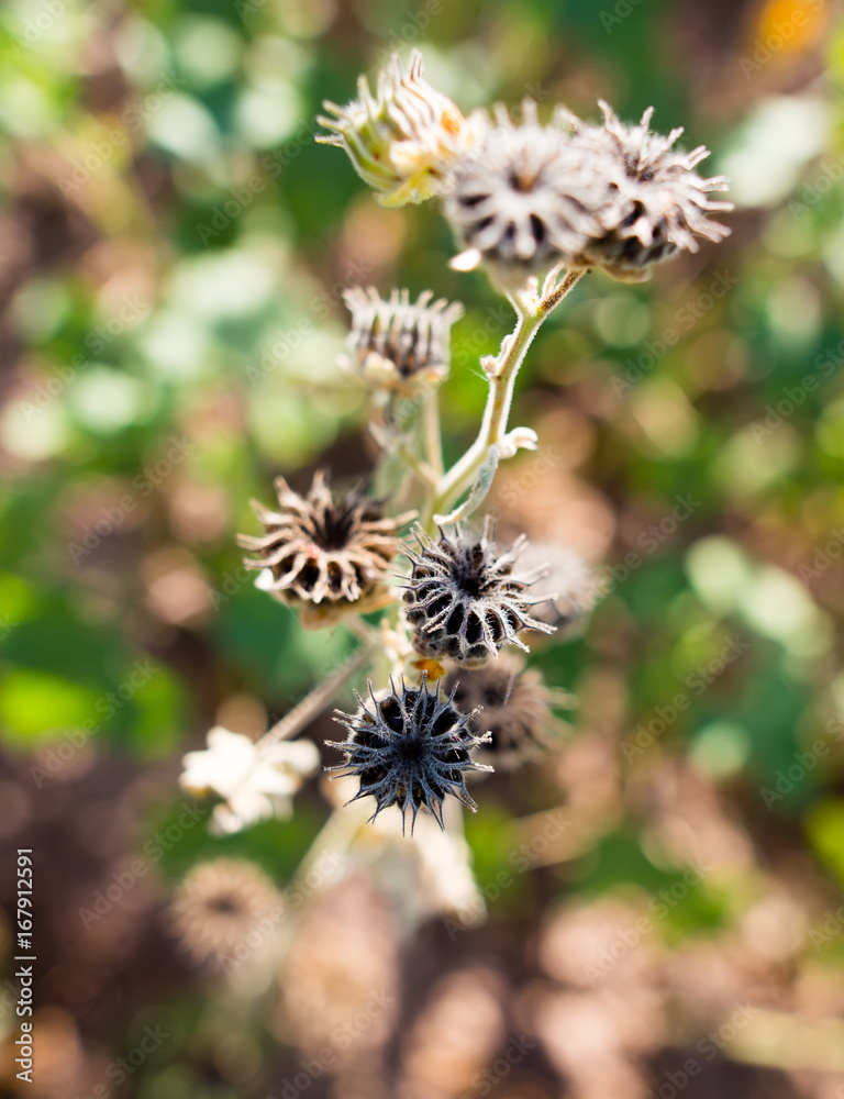 Prickly plant in the wild