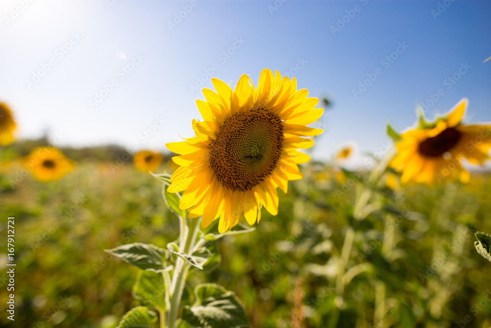 Fototapeta premium Sunflower flowers grow on nature