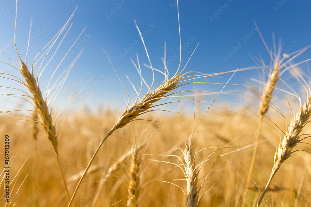 Yellow ears of wheat against the blue sky Yellow ears of wheat against the blue sky