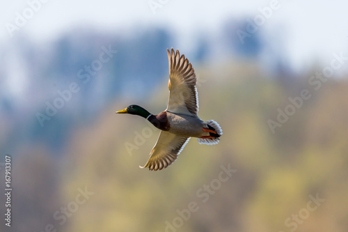 flying male mallard duck (anas platyrhynchos) in backlight open wings