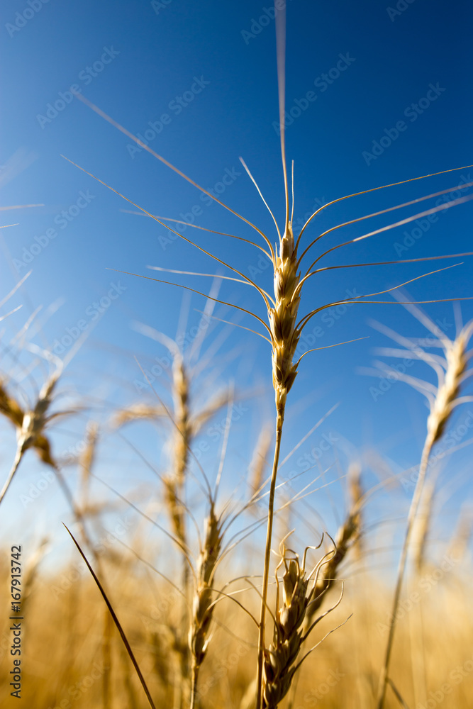 Yellow ears of wheat against the blue sky Yellow ears of wheat against the blue sky