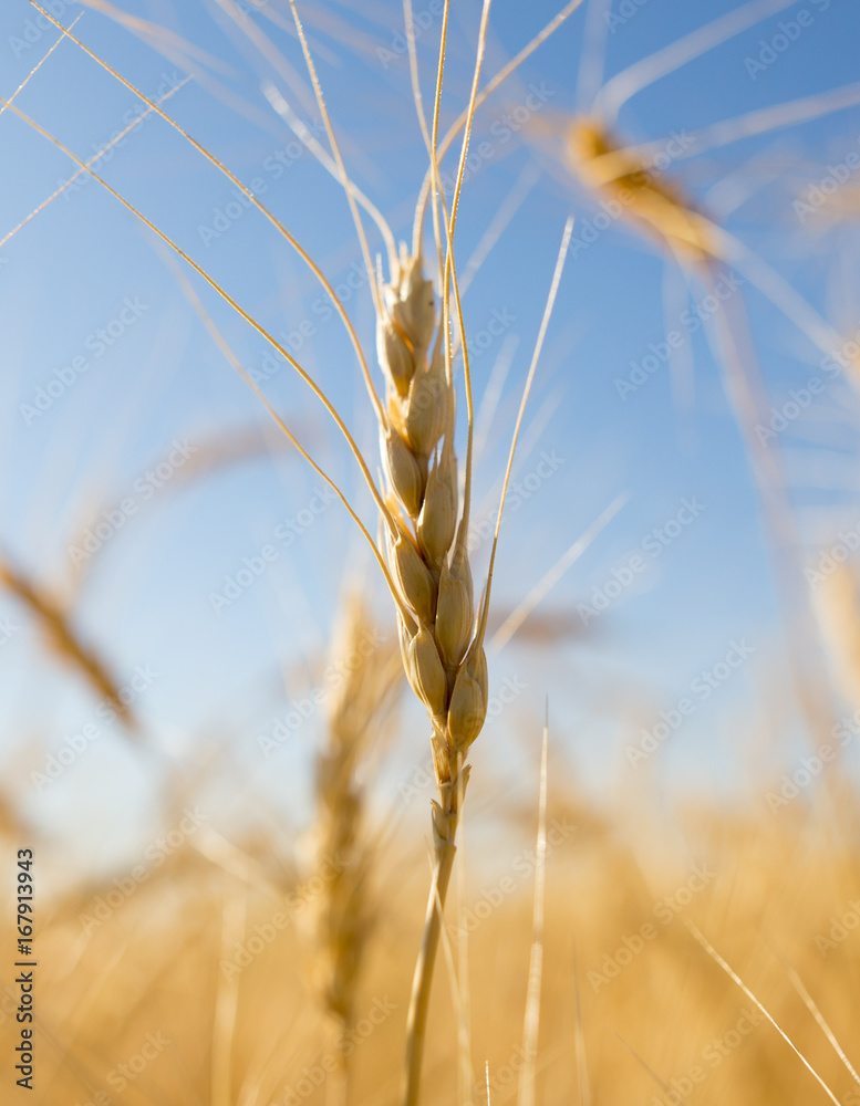 Yellow ears of wheat against the blue sky Yellow ears of wheat against the blue sky