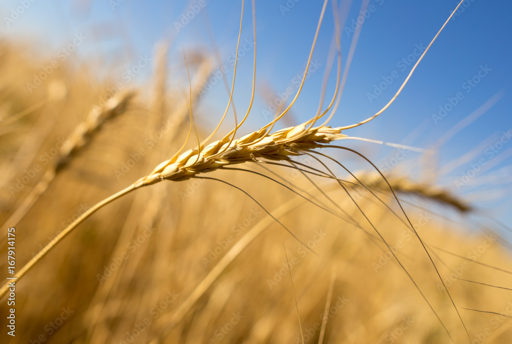 Yellow ears of wheat against the blue sky Yellow ears of wheat against the blue sky