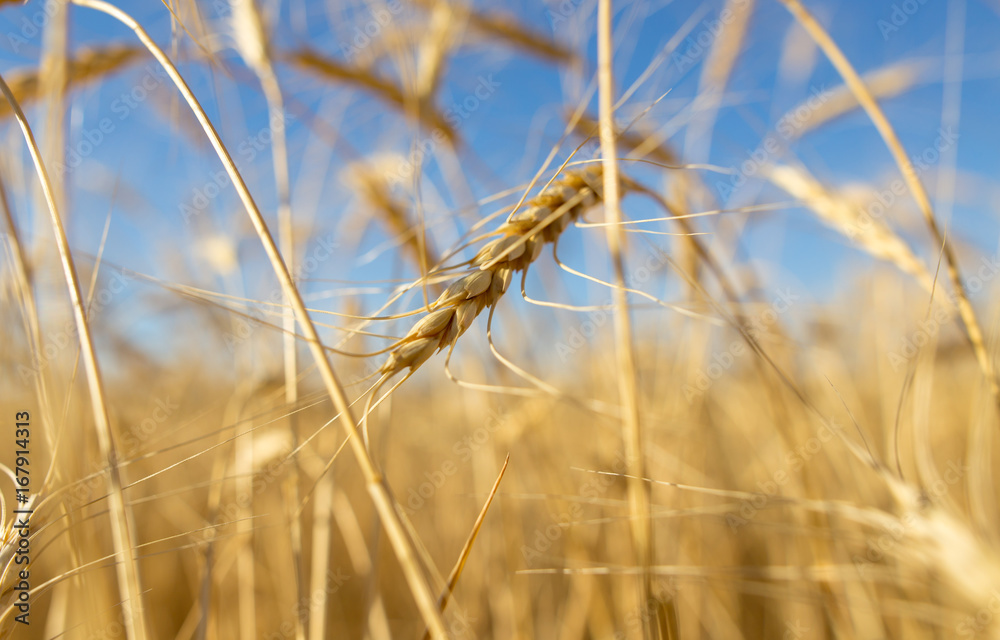 Fototapeta premium Yellow ears of wheat against the blue sky