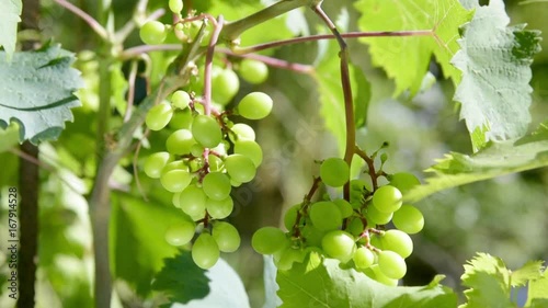 bunches of white grapes being moved by the wind
