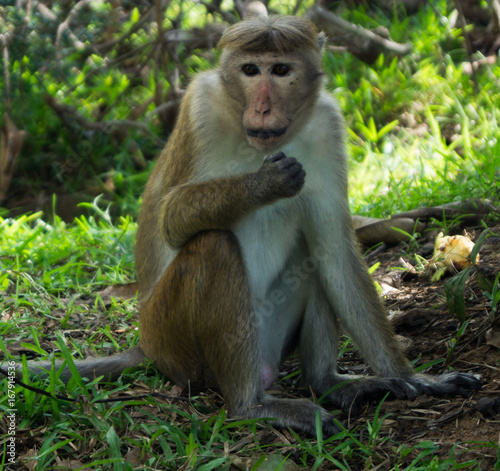 Posing monkey
