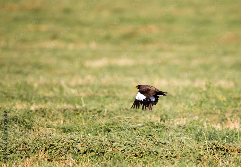 Starling in flight over a green field Starling in flight over a green field