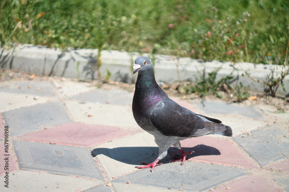 Fototapeta premium pigeon