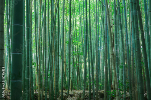 Bamboo Forest