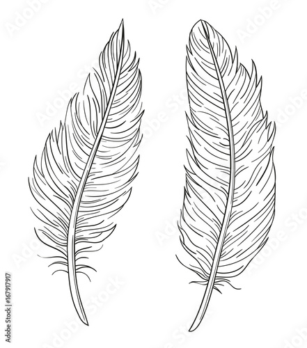 Set of two hand drawn vector decorative feathers isolated on white background