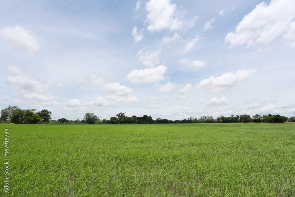 Green Paddy fields and blue sky.