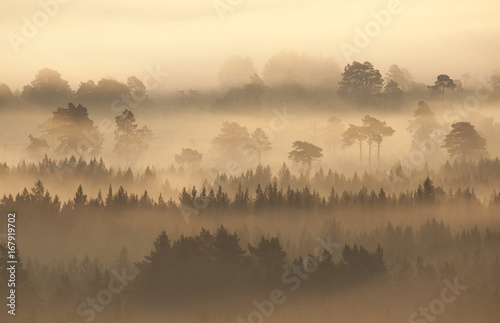 Native pine forest silhouetted in dawn mist. Scotland, UK, 2009. photo