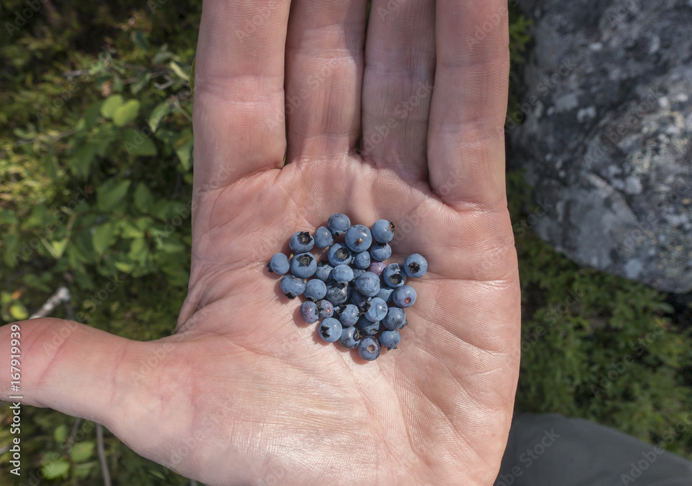 Wild Mountain Blueberries in the Palm of a Hand Wild Mountain Blueberries in the Palm of a Hand