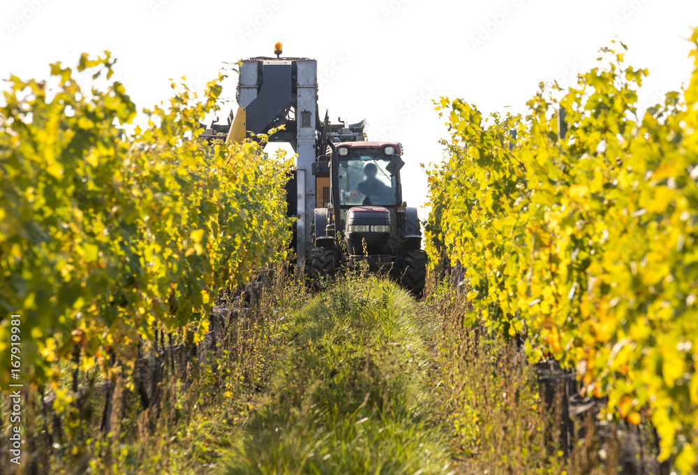 Wine harvest by using a tractor