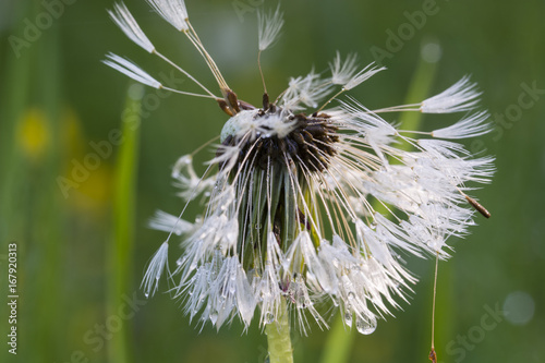Fototapeta Naklejka Na Ścianę i Meble -  Seeds of dandelion after rain.