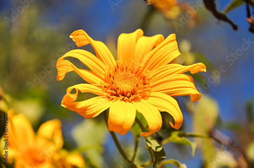 yellow flower blackground in blue sky Chiang Mai Thailand