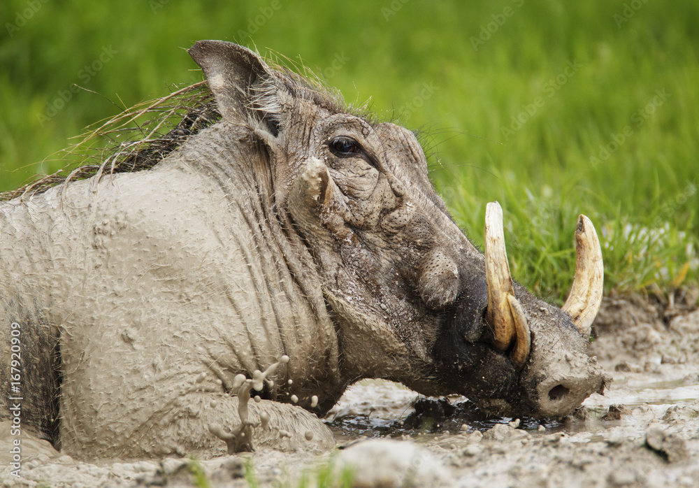 Warthog (Phacochoeros aethiopicus) male wallowing in mud. Etosha National Park, Namibia, January. Warthog (Phacochoeros aethiopicus) male wallowing in mud. Etosha National Park, Namibia, January.