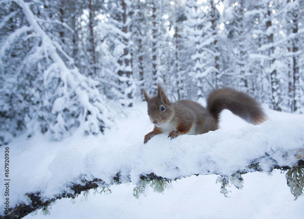 Red squirrel (Sciurus vulgaris) on snow-covered branch in pine forest, Glenfeshie Estate, Cairngorms National Park, Highlands, Scotland, UK, January. Red squirrel (Sciurus vulgaris) on snow-covered branch in pine forest, Glenfeshie Estate, Cairngorms National Park, Highlands, Scotland, UK, January.