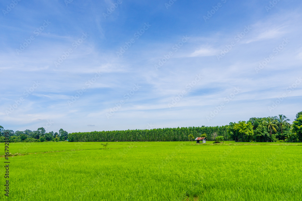 Landscape of grass field and green environment public park use as natural background,backdrop. Landscape of grass field and green environment public park use as natural background,backdrop.