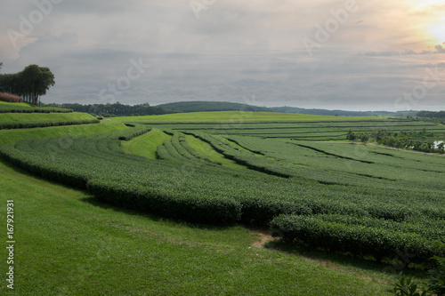 Sunset Tea Plantation