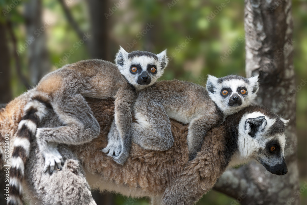 Ring tailed lemur carried on mother's back outdoors Ring tailed lemur carried on mother's back outdoors