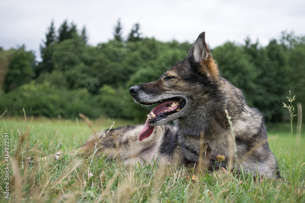 German Shepherd dog playing. Slovakia