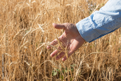 Wheat ears in the hand on the field